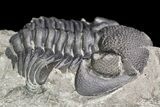 Partial, Eldredgeops Trilobite Fossil - New York #138794-2